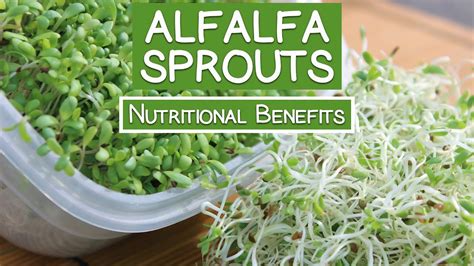 protein in alfalfa sprouts